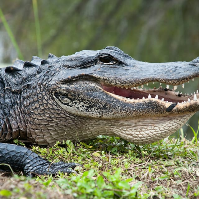 Everglades: 40-Minute Airboat Ride & Animal Sanctuary Admission - Photo 1 of 2